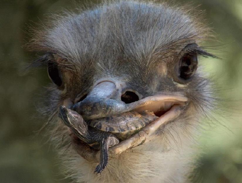 Ostrich eating a turtle