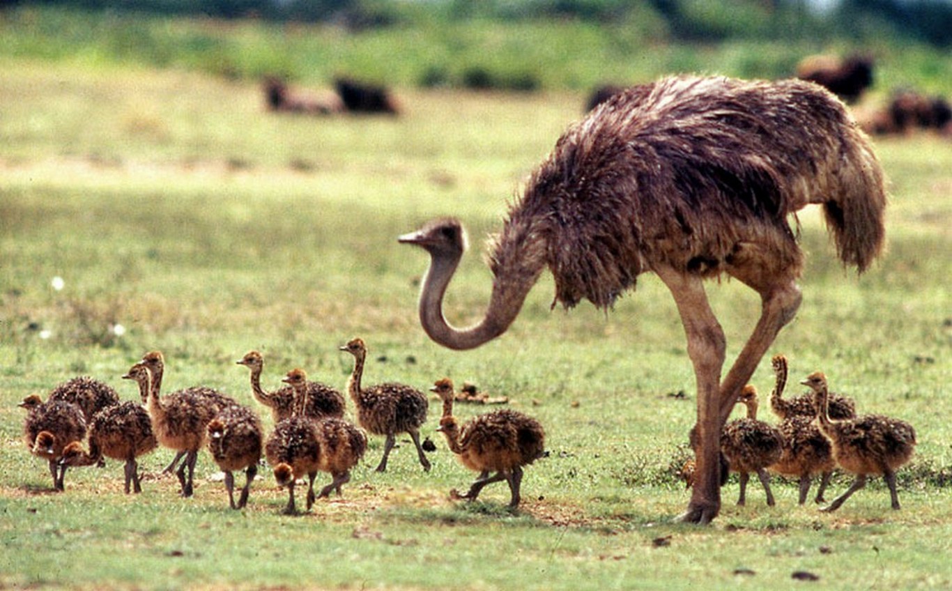 Ostrich uban sa mga anak