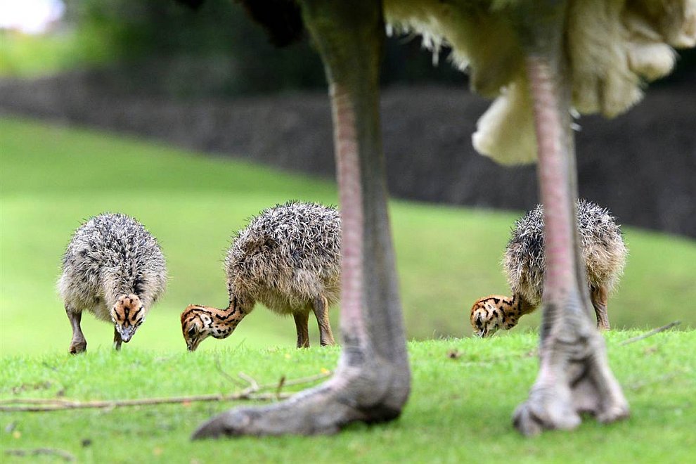 Ostrich with offspring