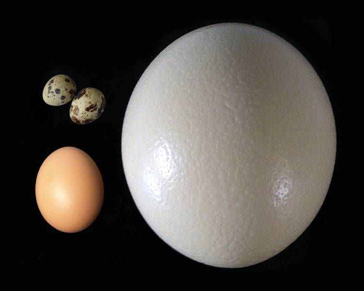 Strausų kiaušiniai, vištiena ir putpelė