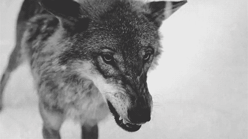 Gambar dengan serigala