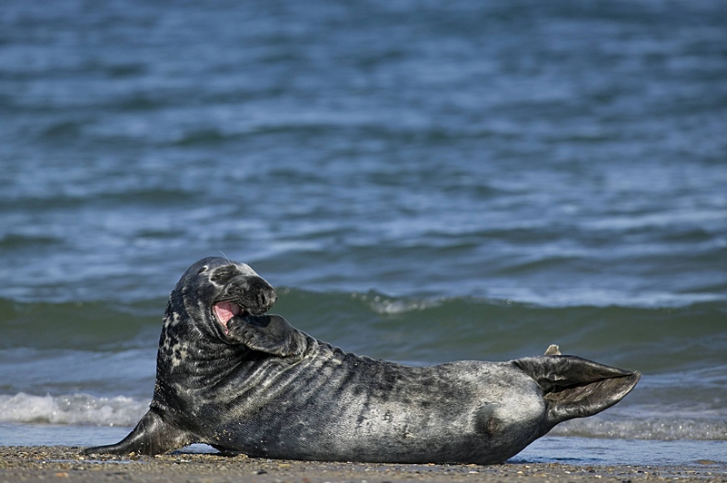 Cheerful seal
