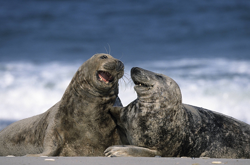 Pair of seals