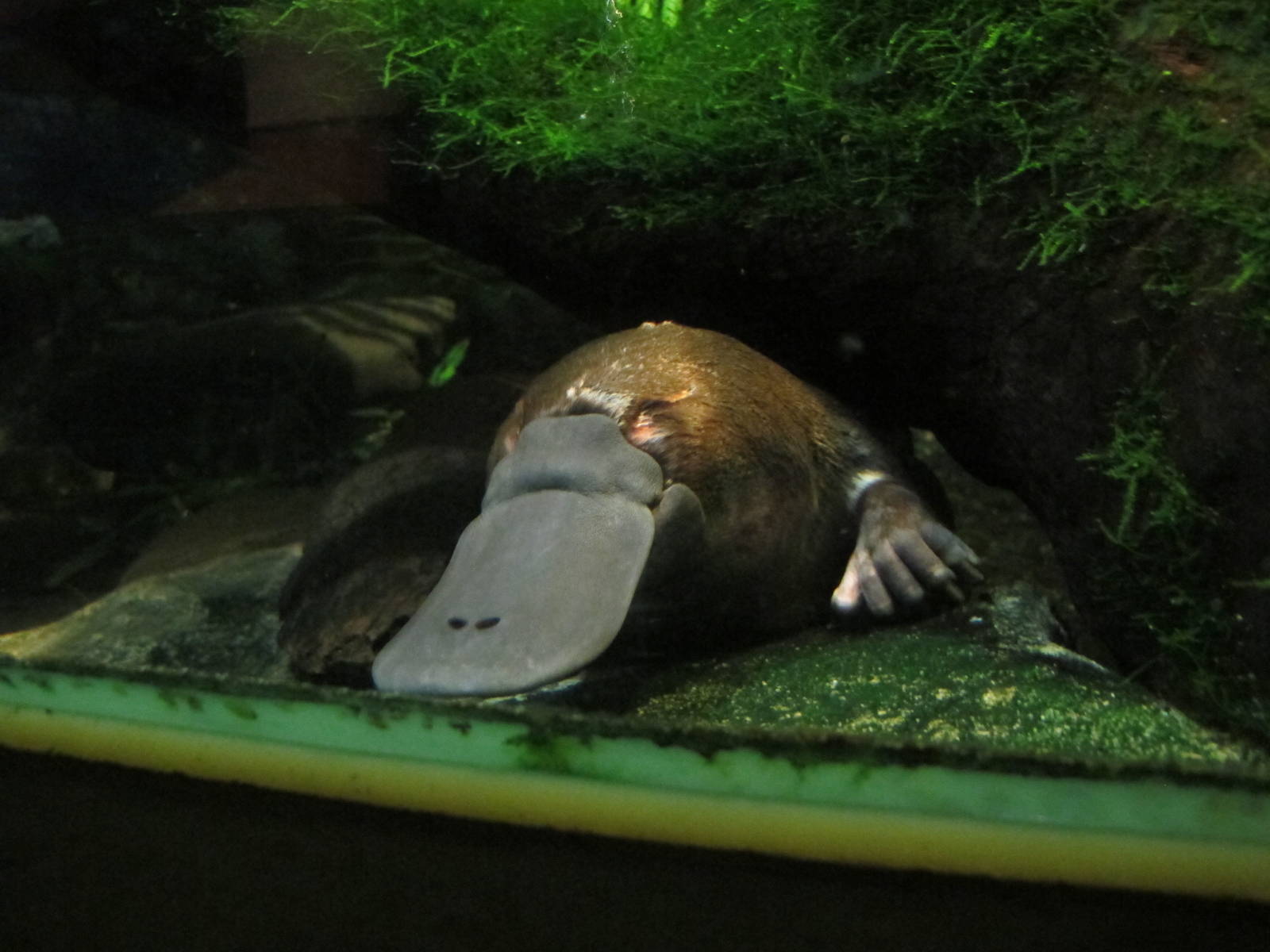 Foto van 'n platypus in die akwarium