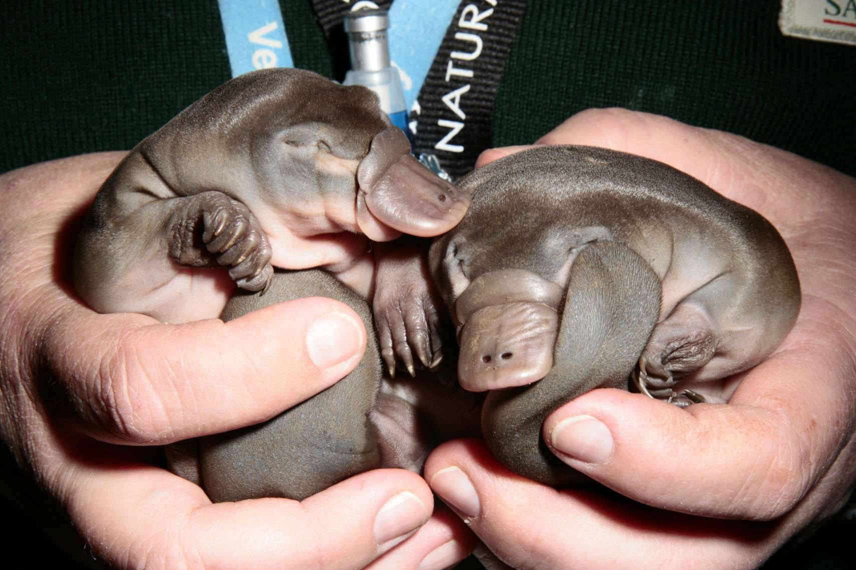 Young platypus