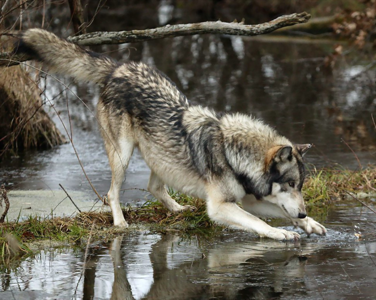 Wolf by the water
