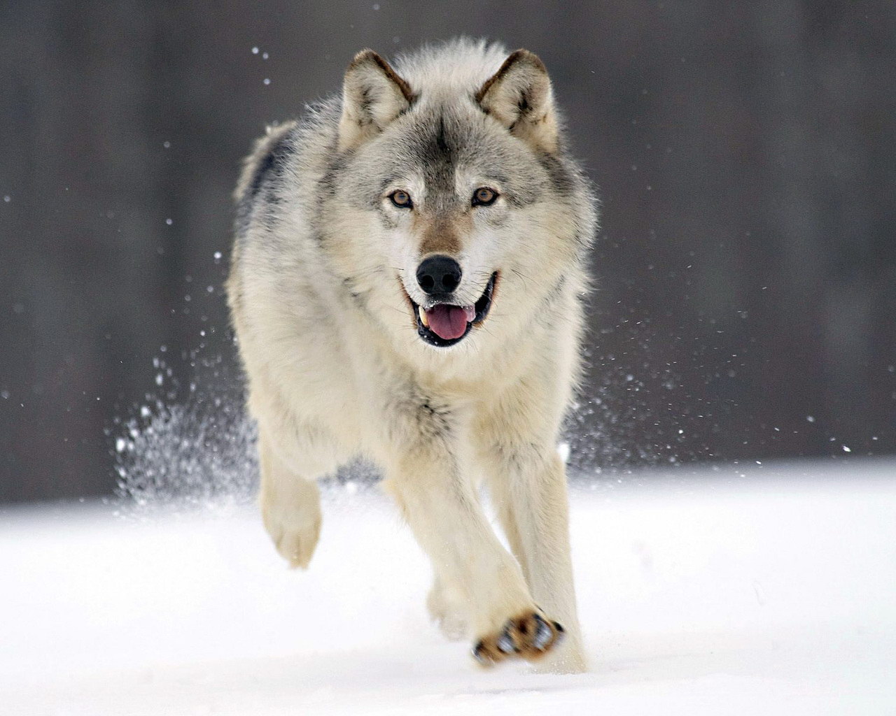 Wolf runs