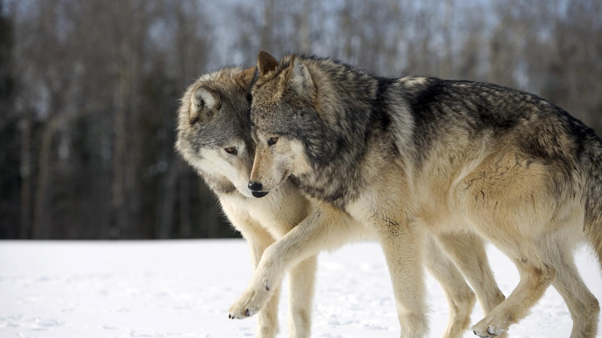 Pár vlků
