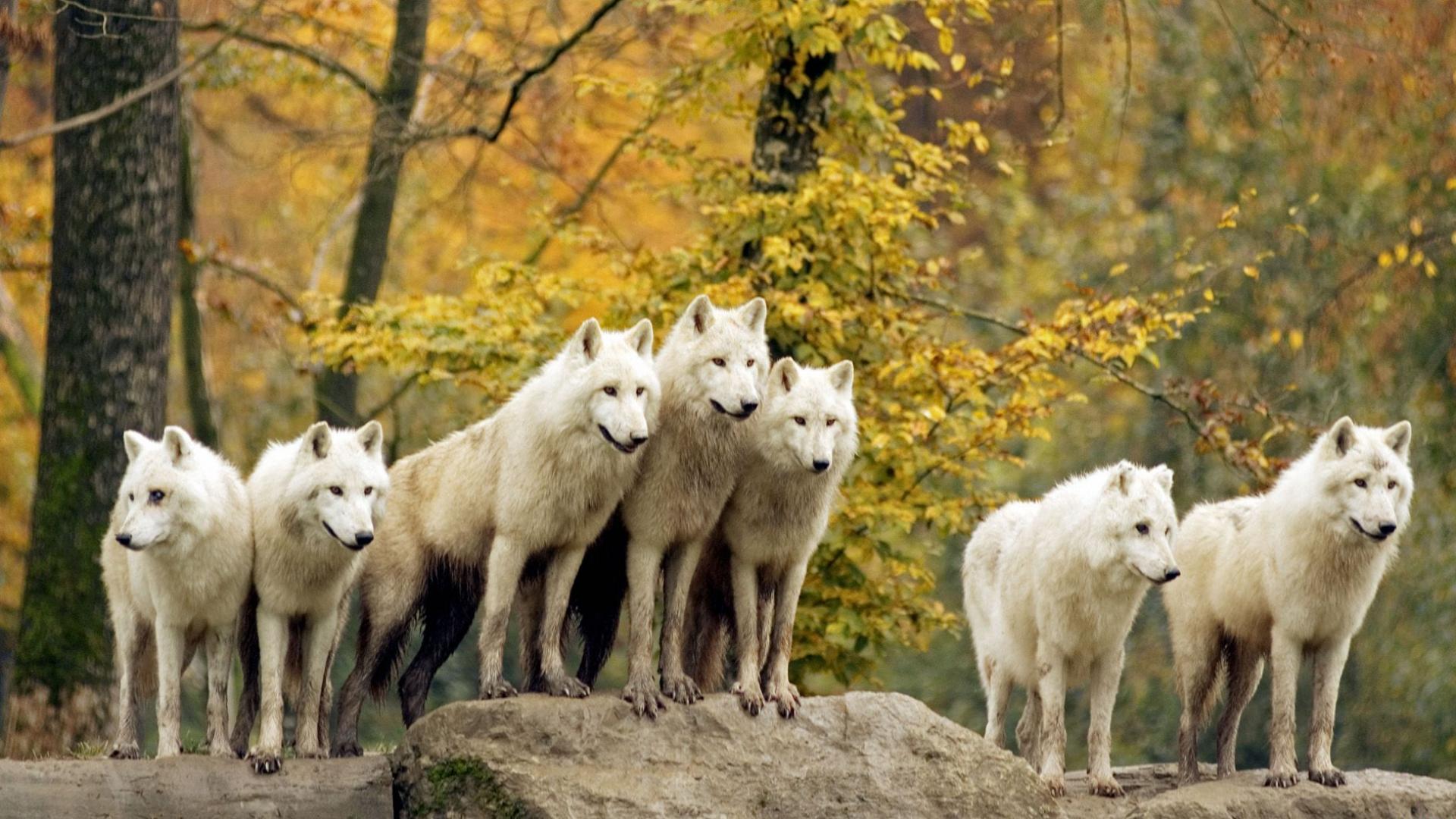 Um bando de lobos brancos