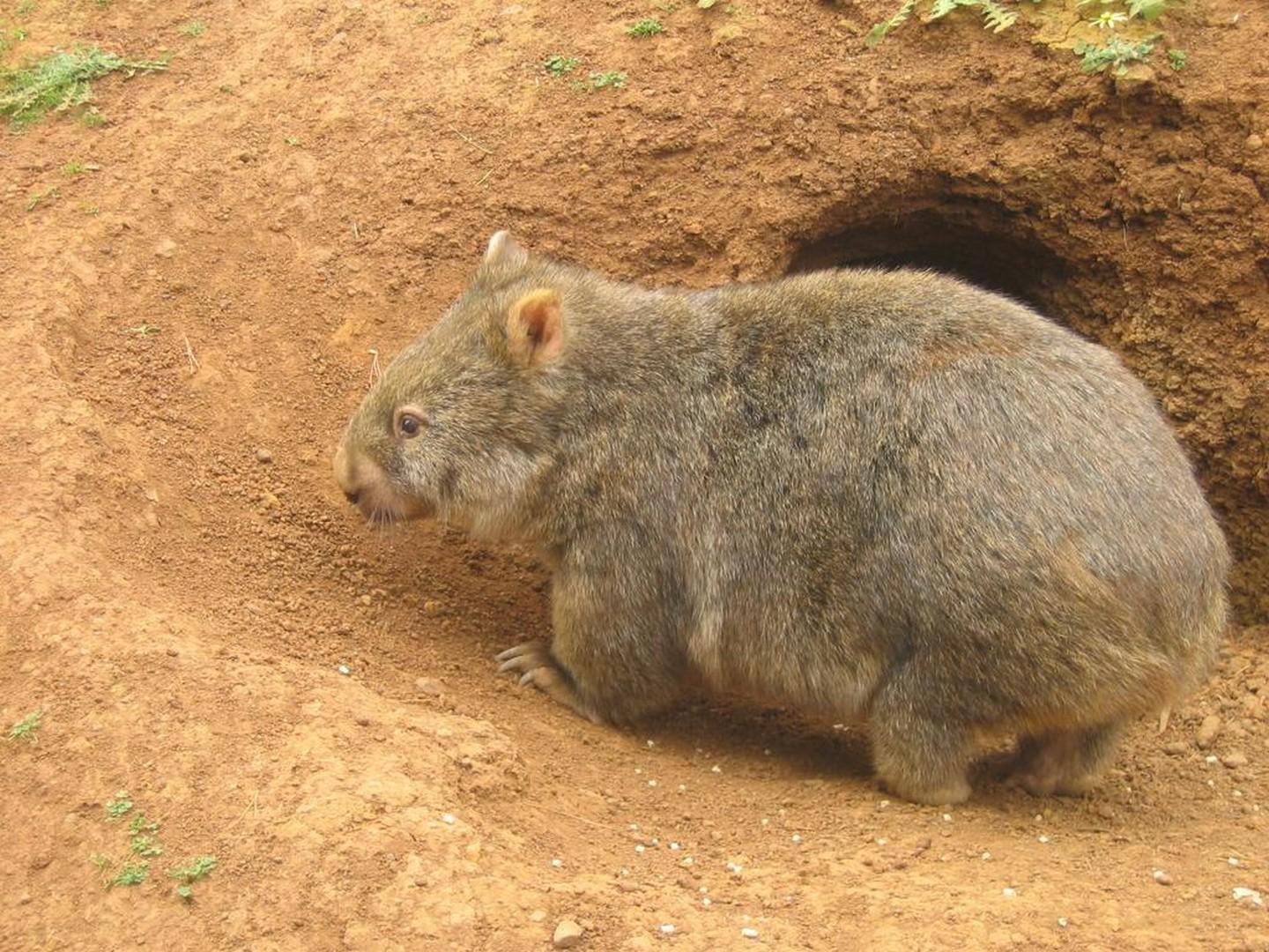 Wombat at the burrow