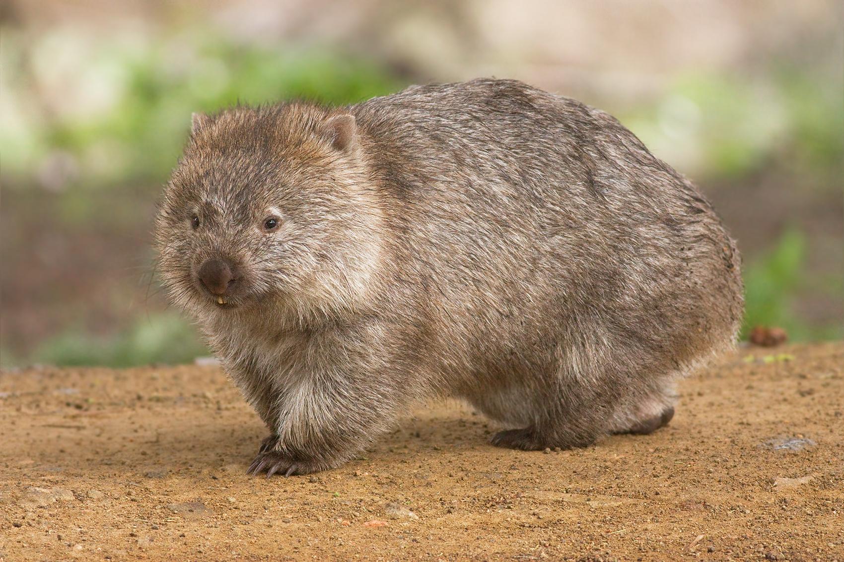 Dealbhan Wombat