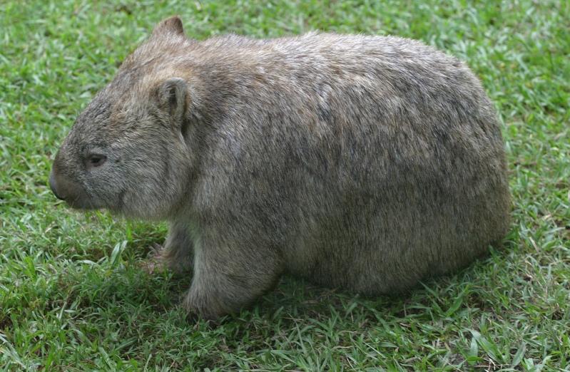 Wombat fotos