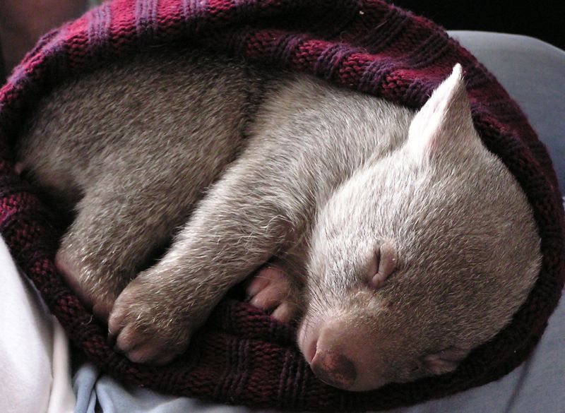 Малото wombat спие