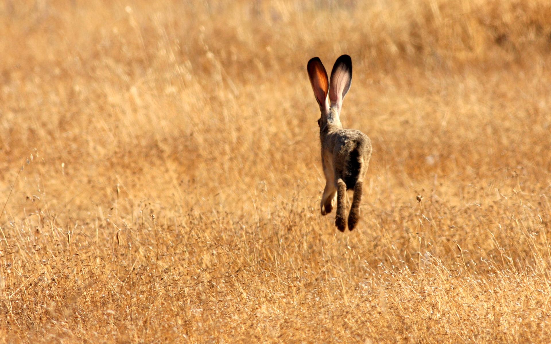 Flying hare