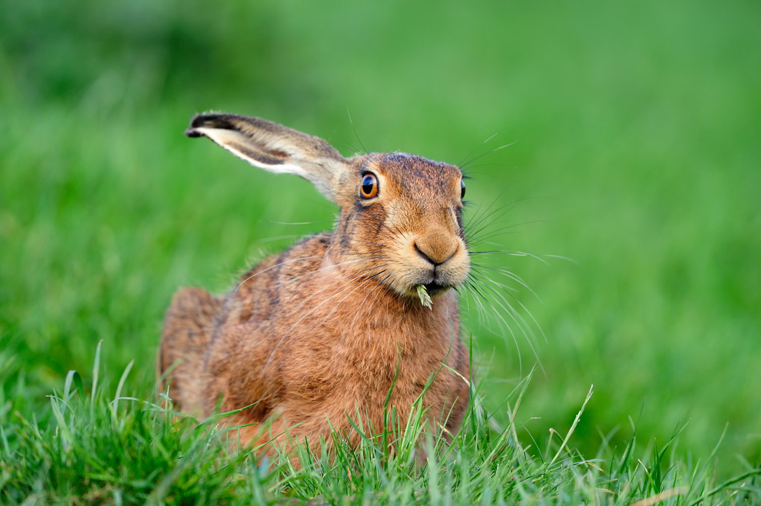Hare eating grass