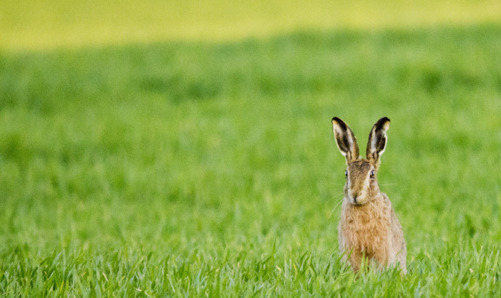 Снимка заек на полето