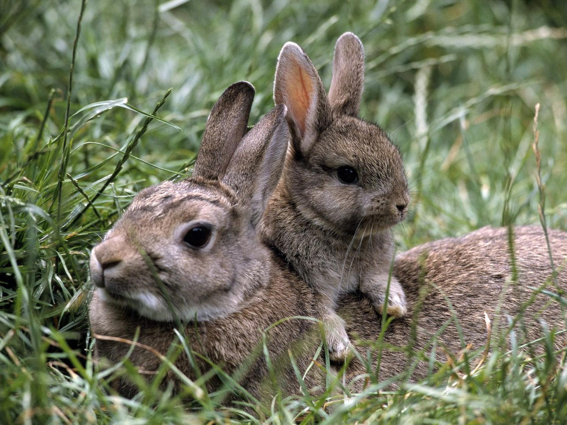 กระต่ายกับกระต่าย