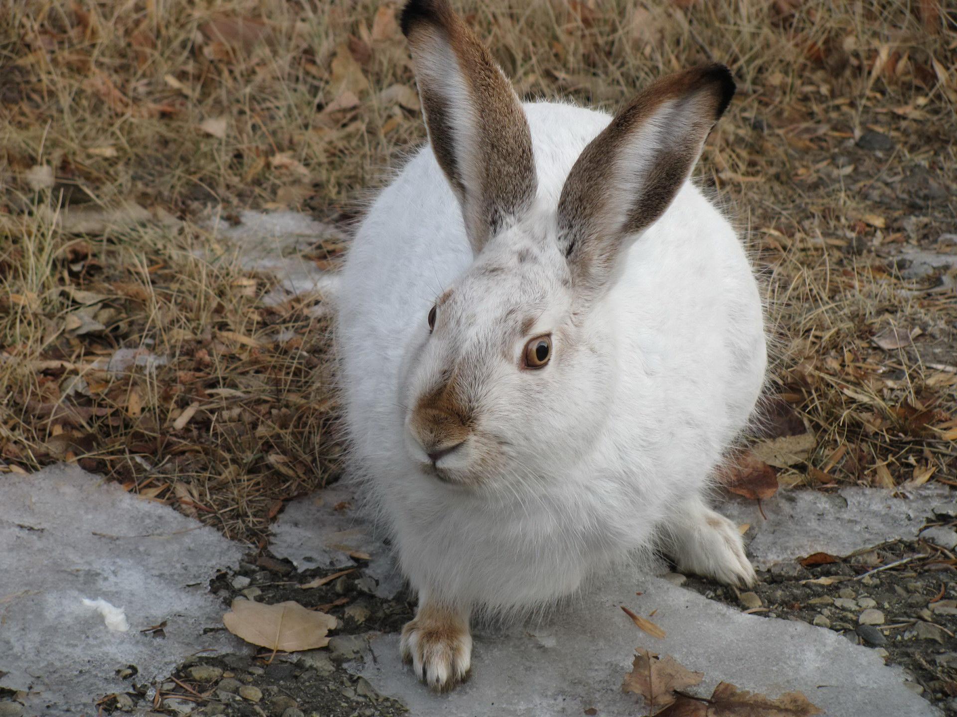 I-white hare