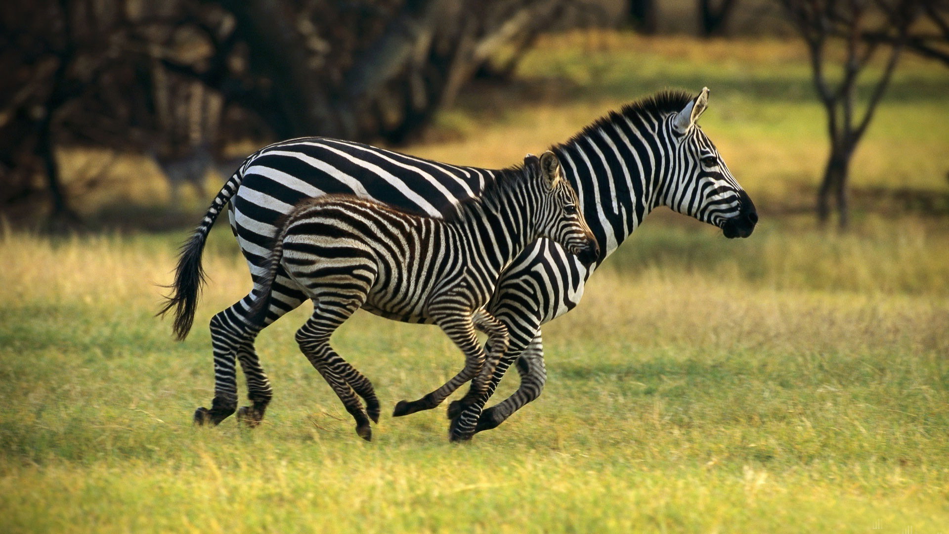 Zebra met baby
