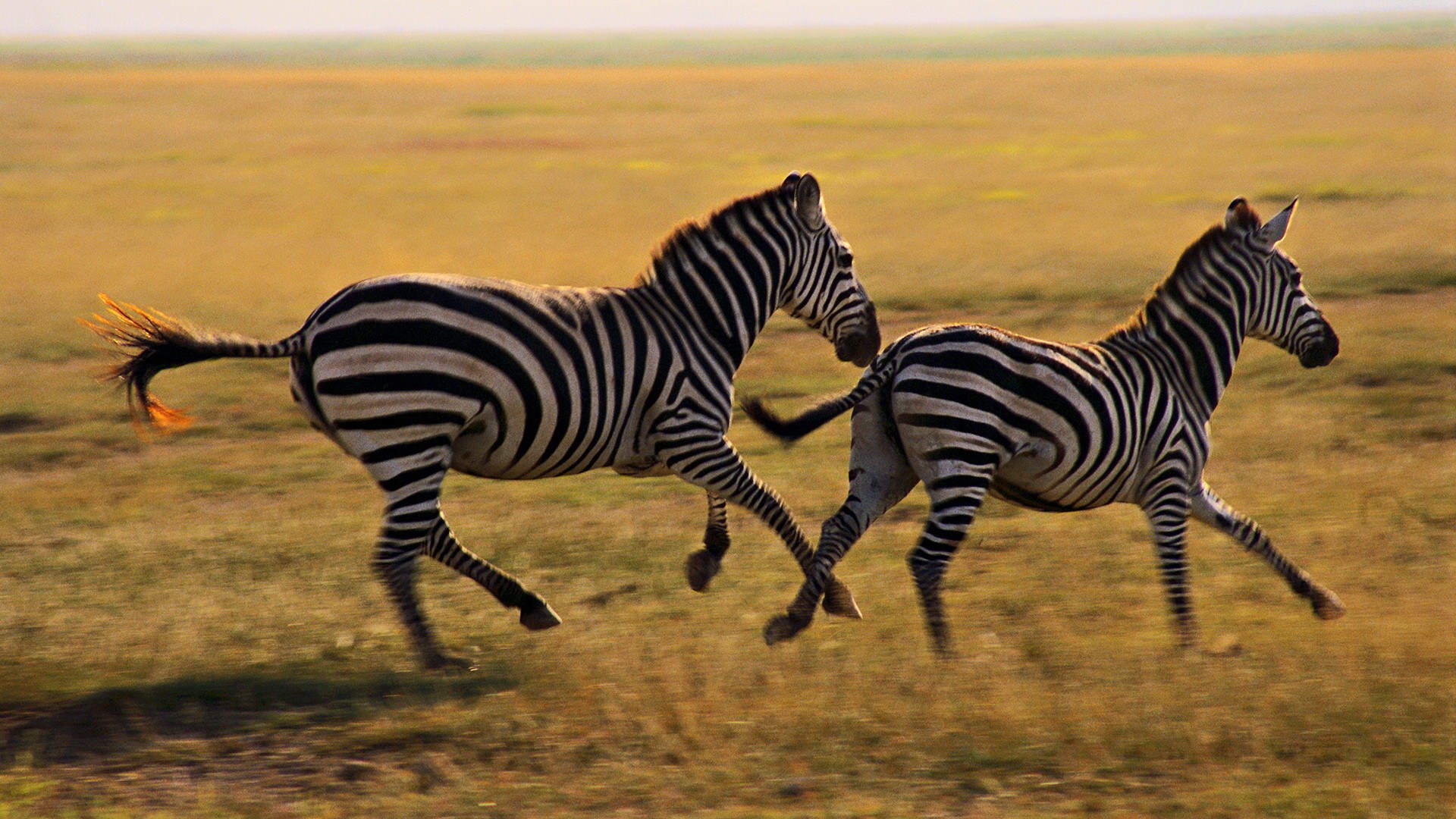 Zebras fyrir þrumuveður, Tansaníu, Serengeti Park