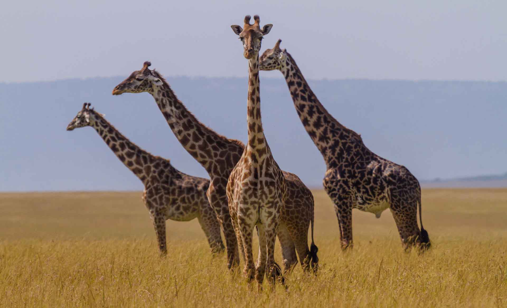 Afrikanın Savana şəhərində zürafə şəkli