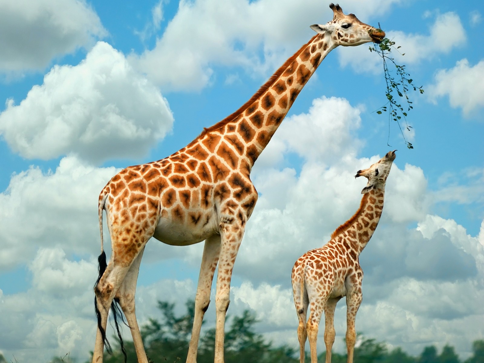Foto einer Giraffe
