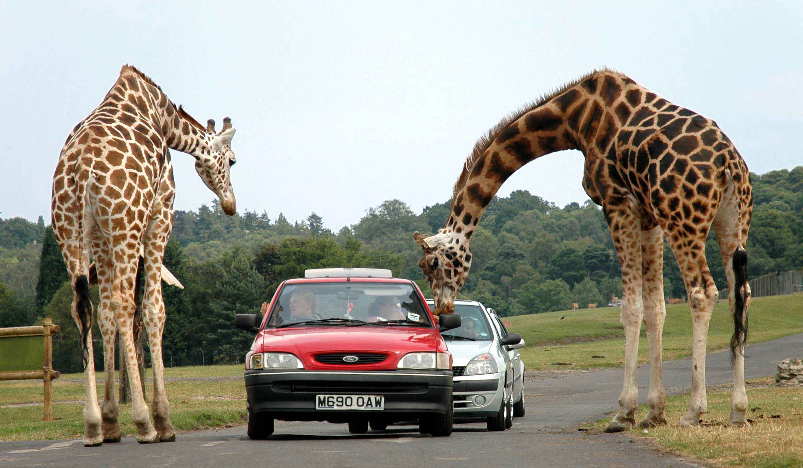 Giraffes and tourists