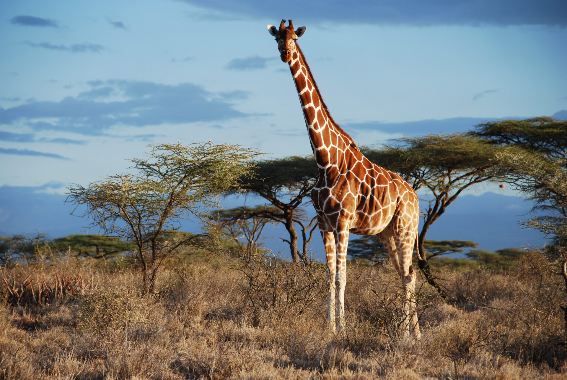 Giraf i savannen