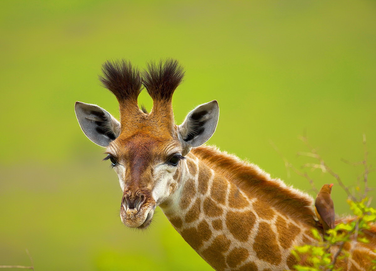 Krásná žirafa