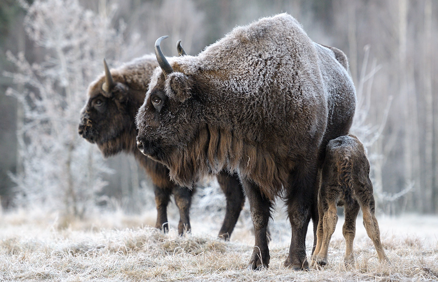 ფოტო bison