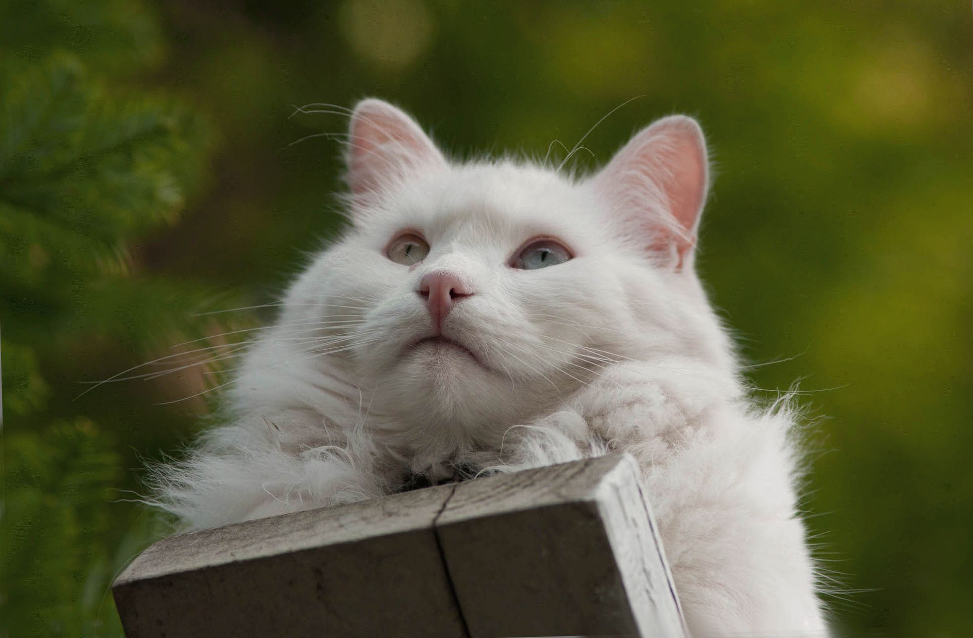 Angora katt med flerfargede øyne