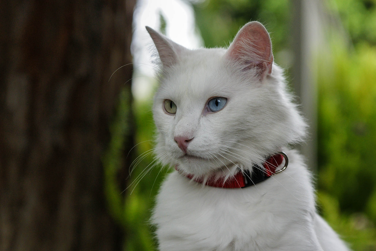 Angora katt med mångfärgade ögon