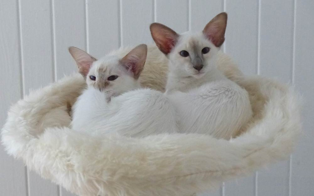Photo: Balinese cats rest