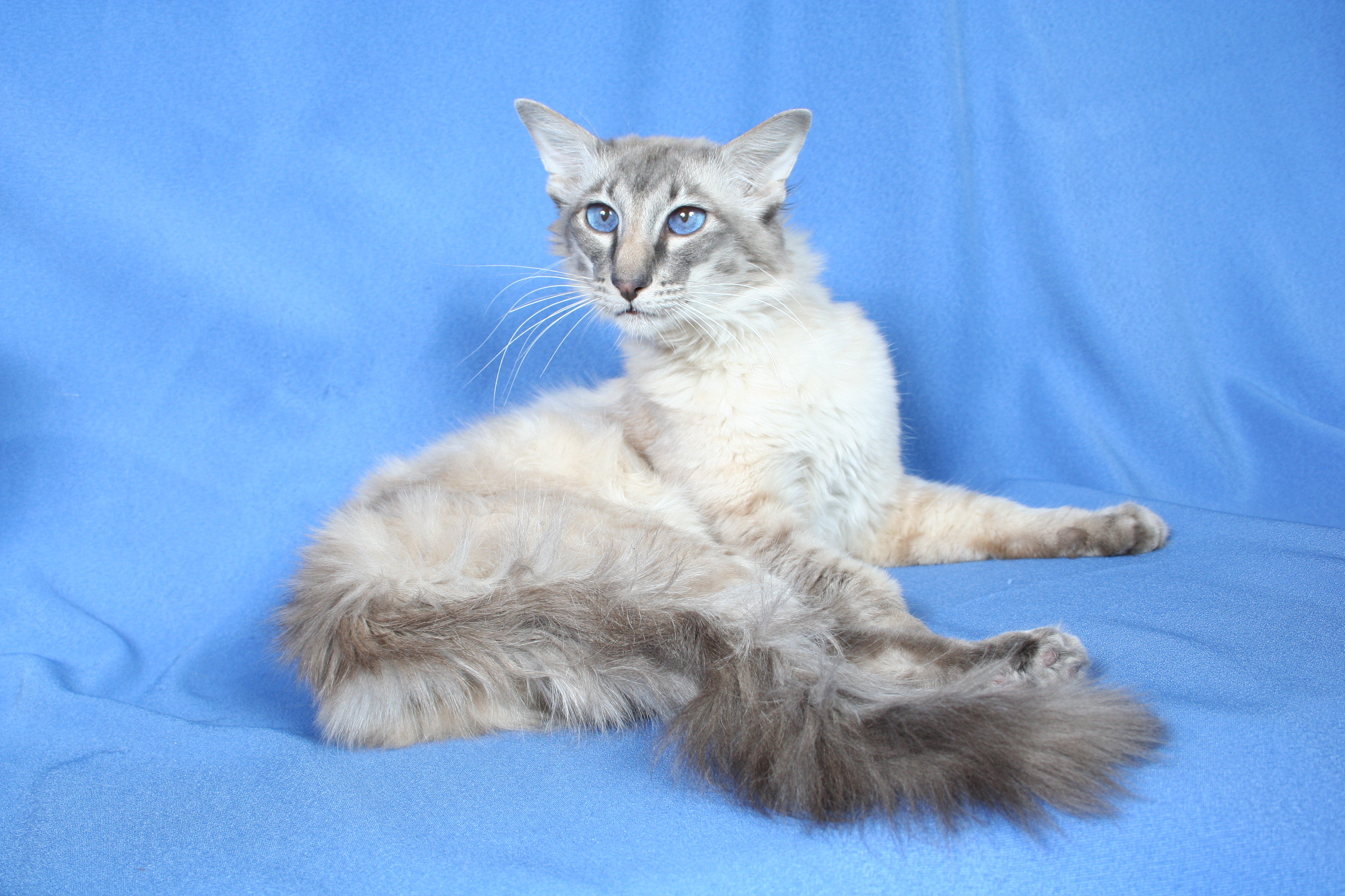 Μπαλινέζικη γάτα με μπλε μάτια