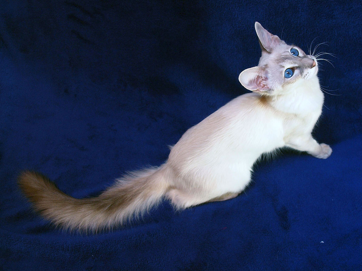 Photo: young Balinese cat - top view