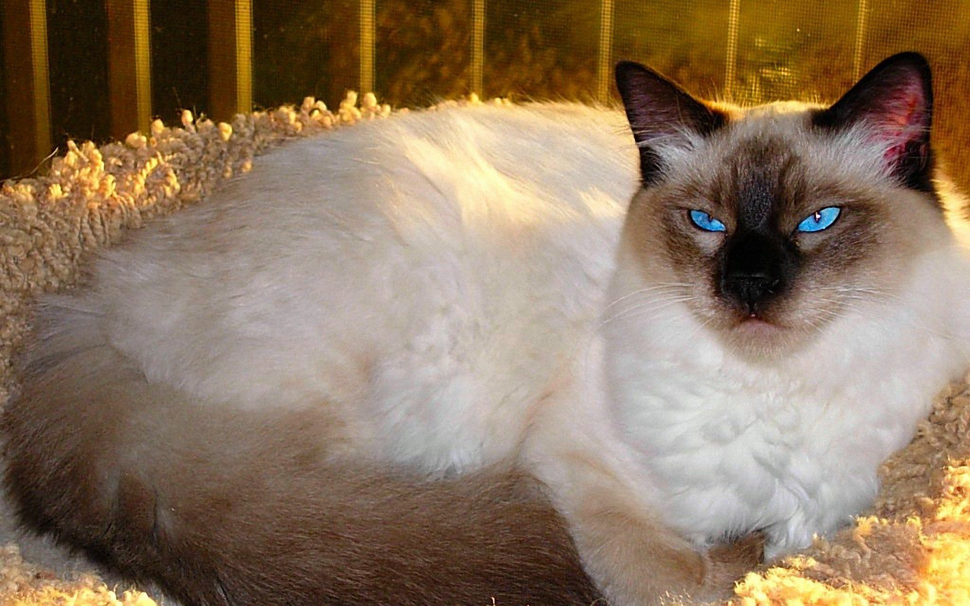 Φωτογραφία: παραδοσιακή μπαλινέζικη γάτα