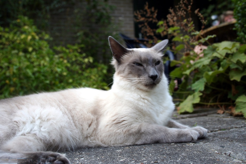 Снимка: Балийски кота почивка в двора