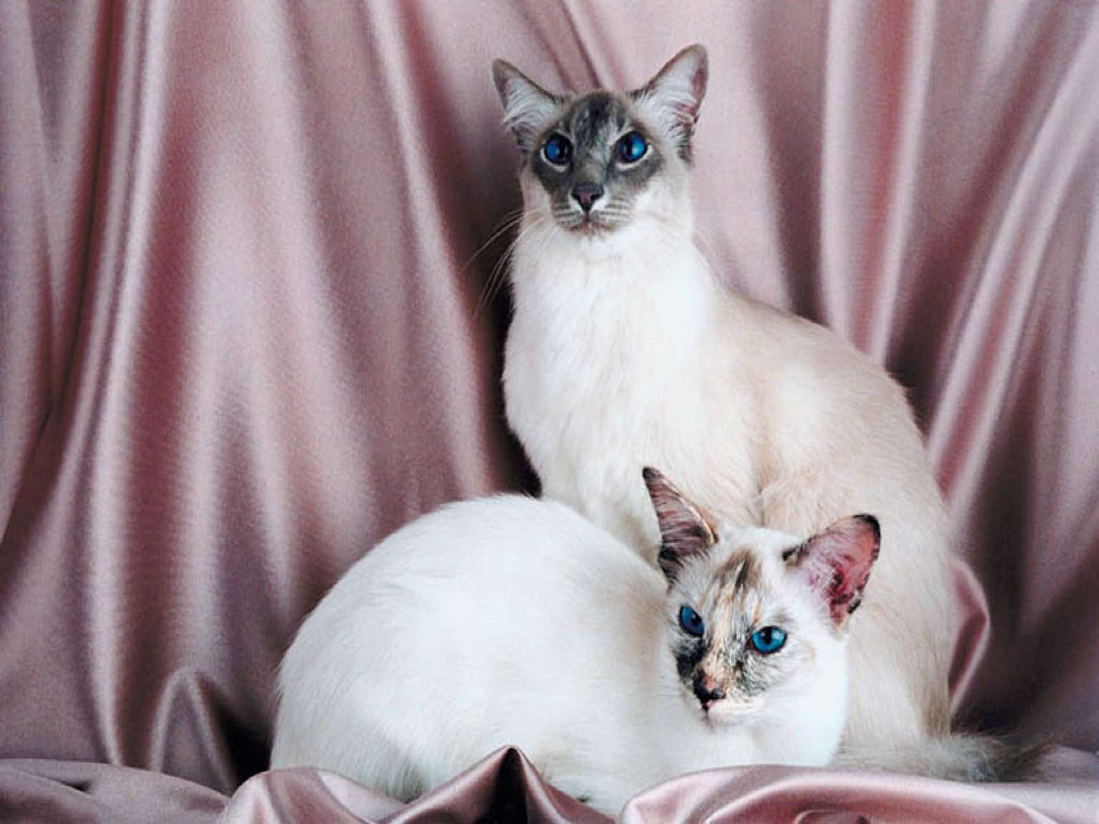 Φωτογραφία: Μπαλινέζικες γάτες που παρουσιάζουν