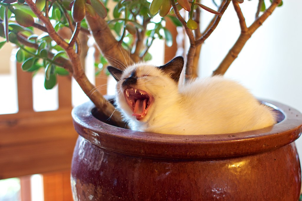 O gatito birmano está bostezando nunha olla