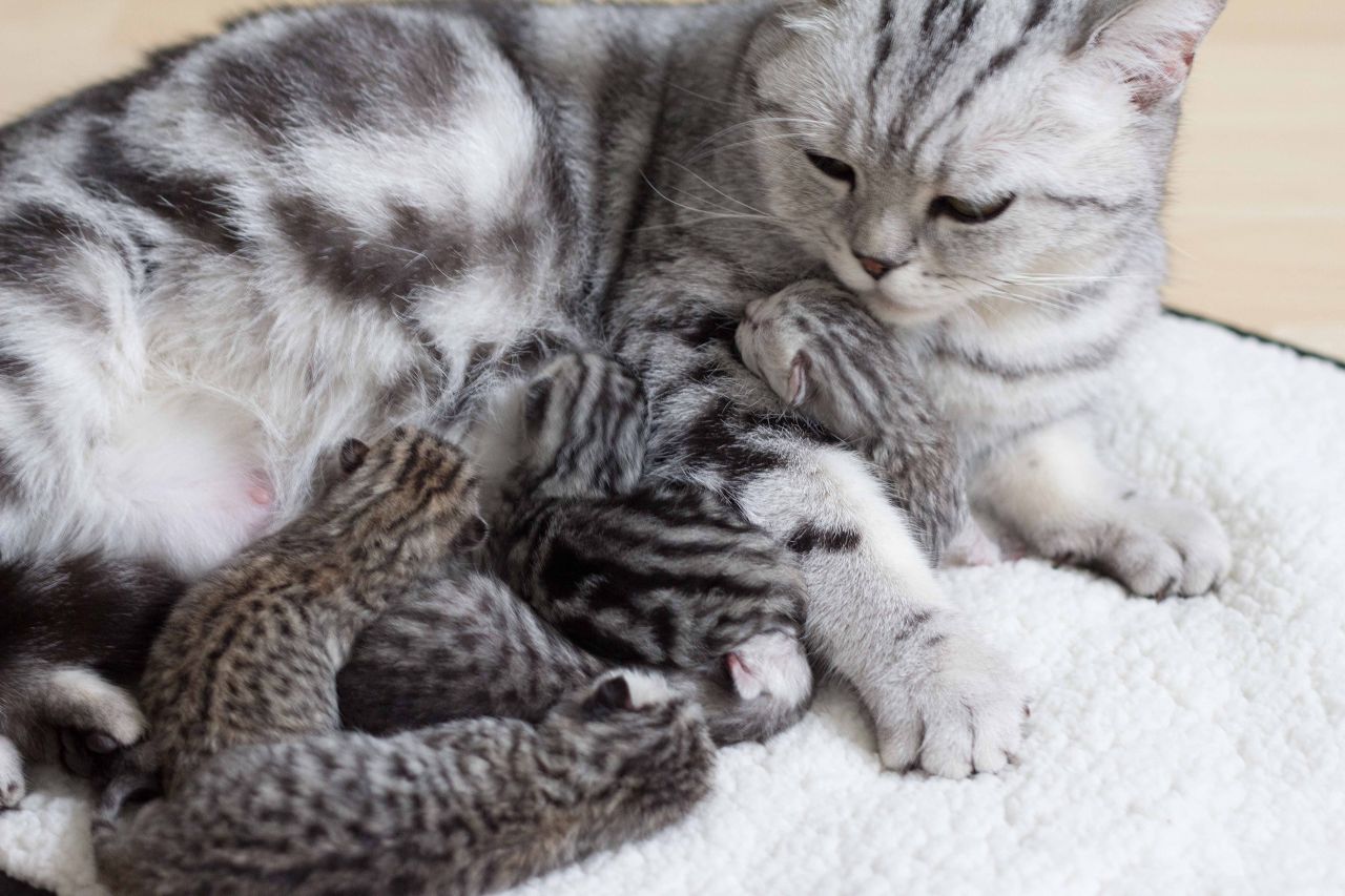 British shorthair cat with kittens