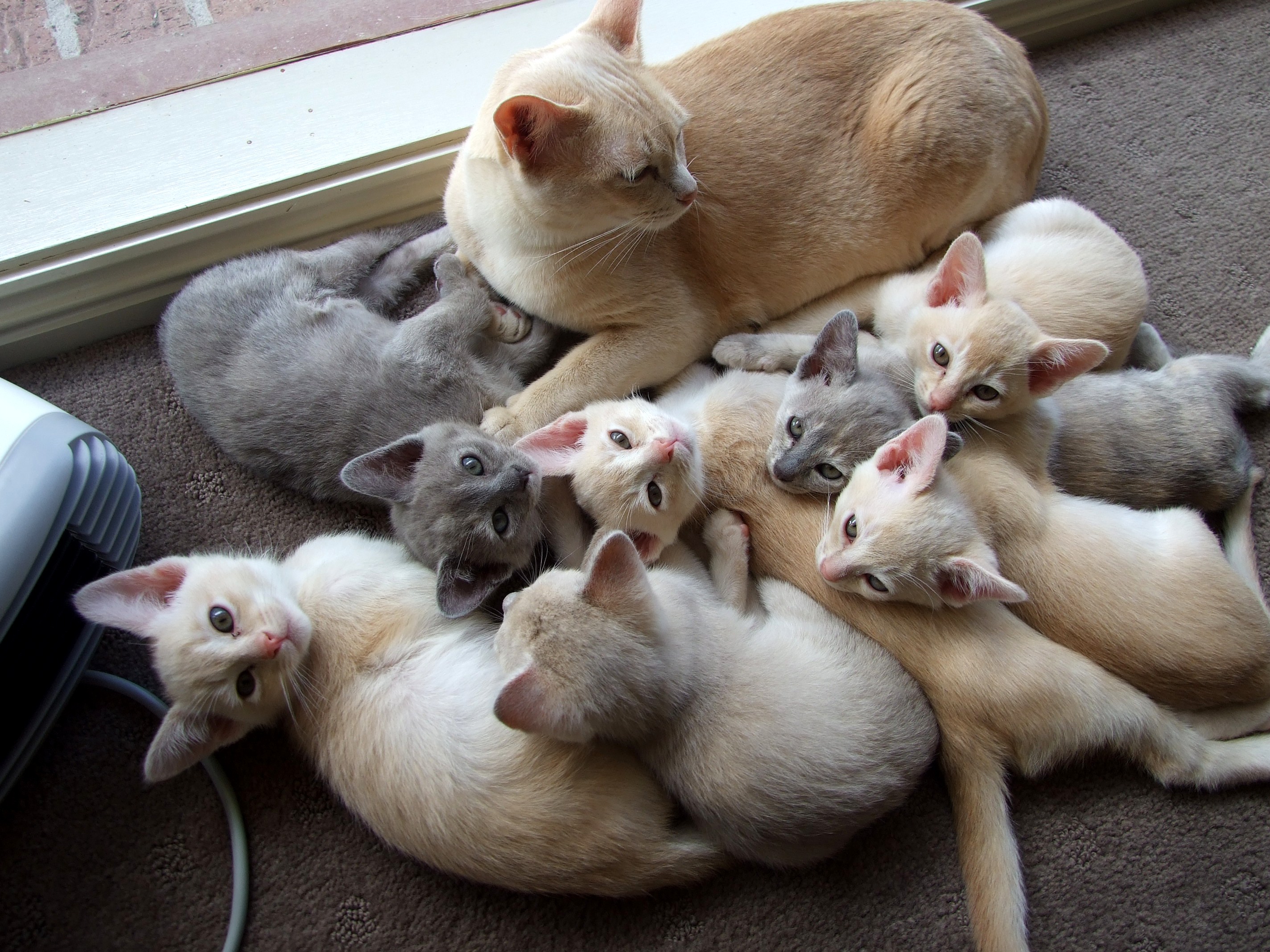 Burmese cat with kittens