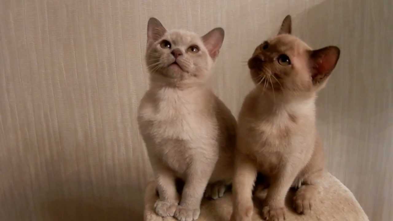 Photos of Burmese kittens