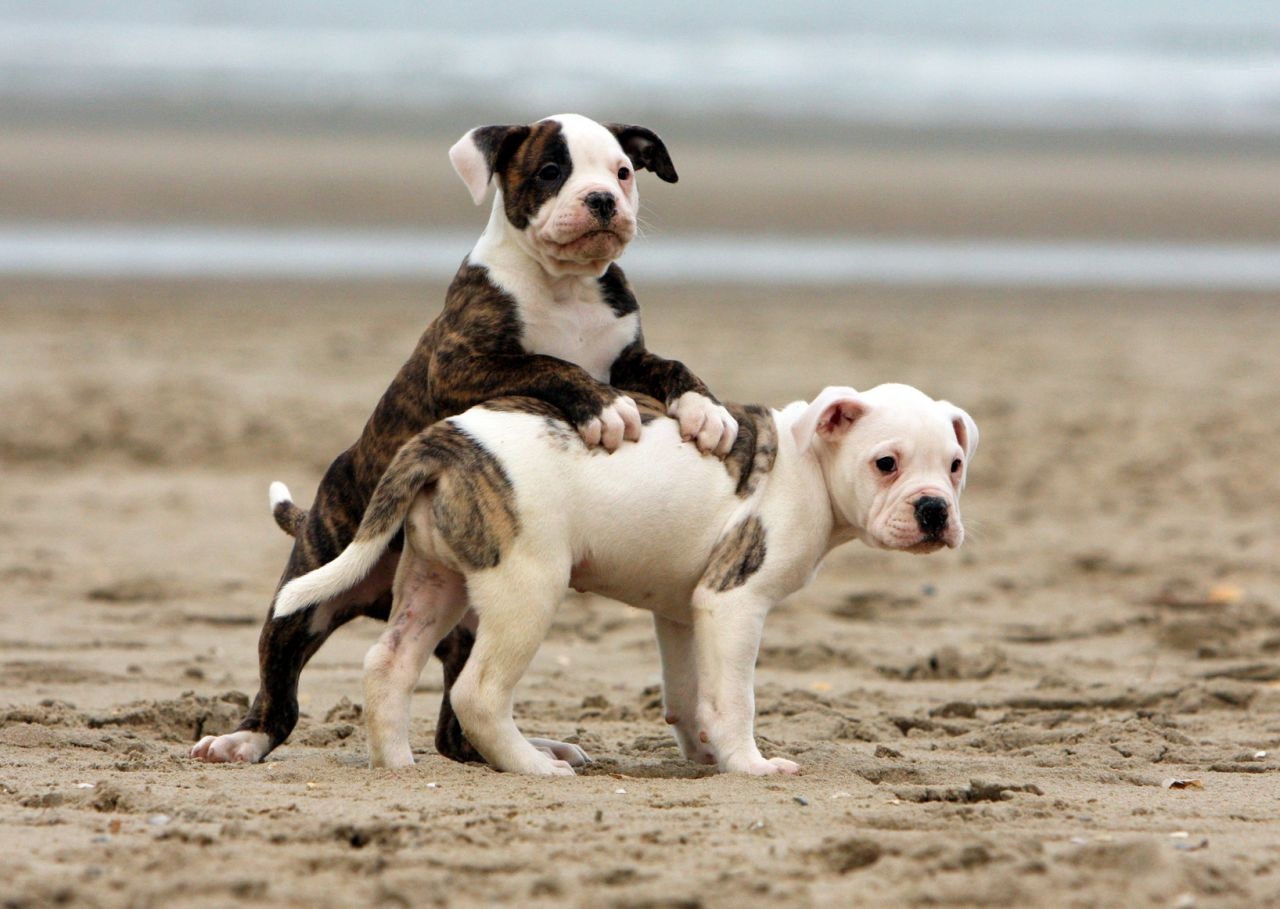 Amerikan Bulldog Puppies