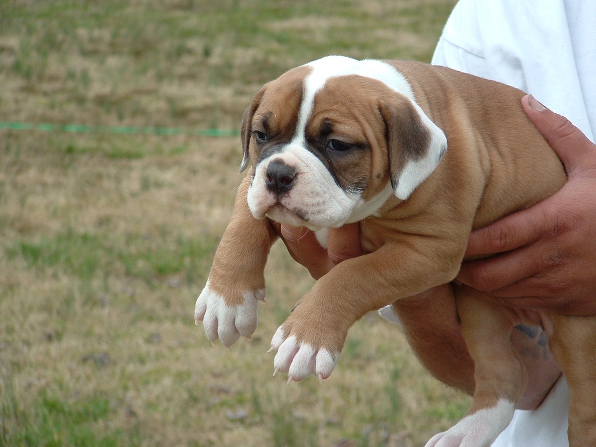 I-American Bulldog Puppy