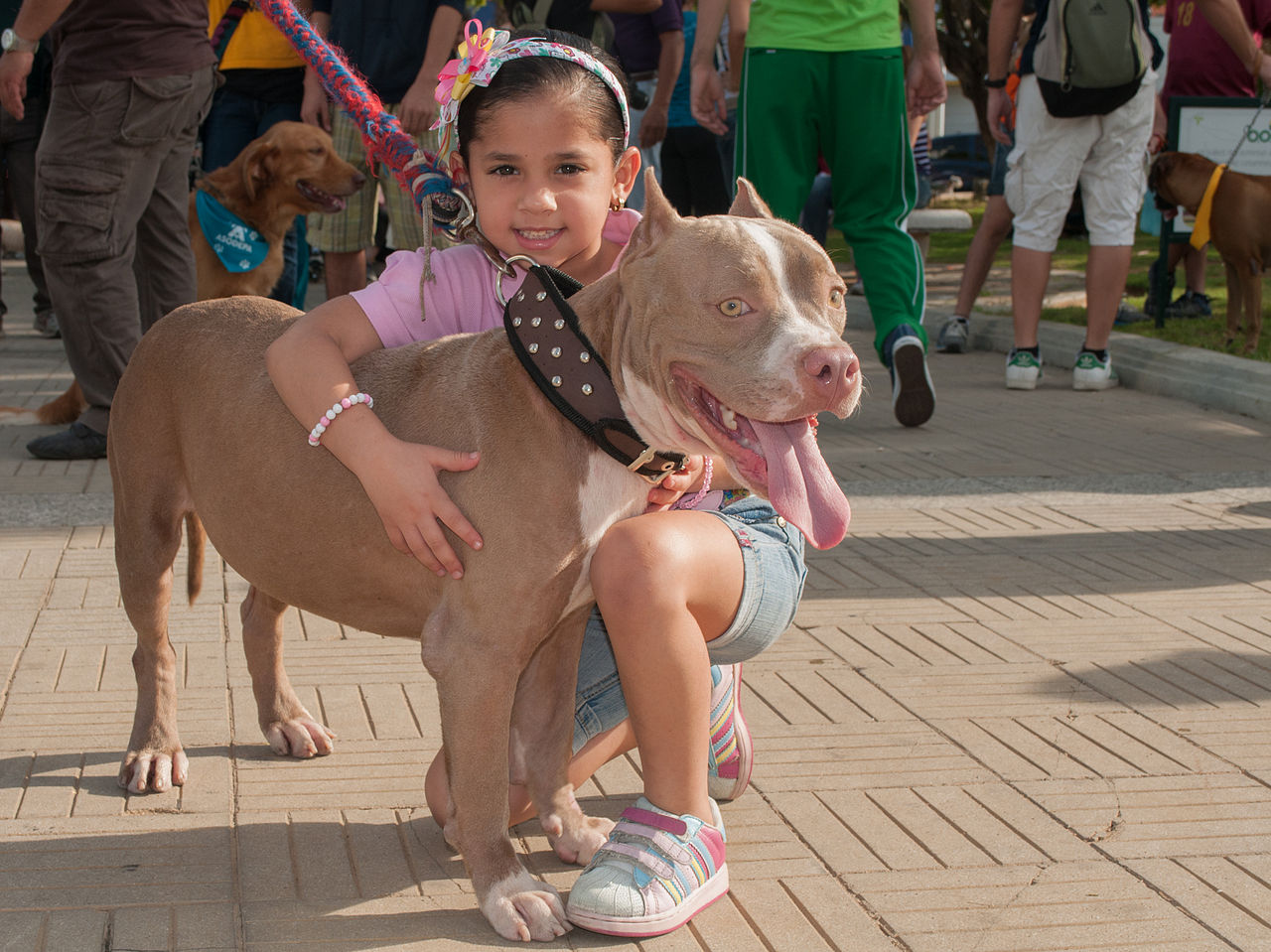 Chica y American Pit Bull Terrier