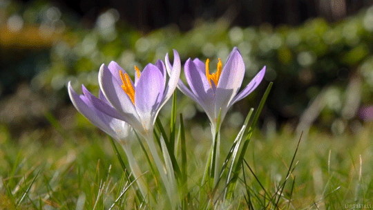 GIF slike cvijeće