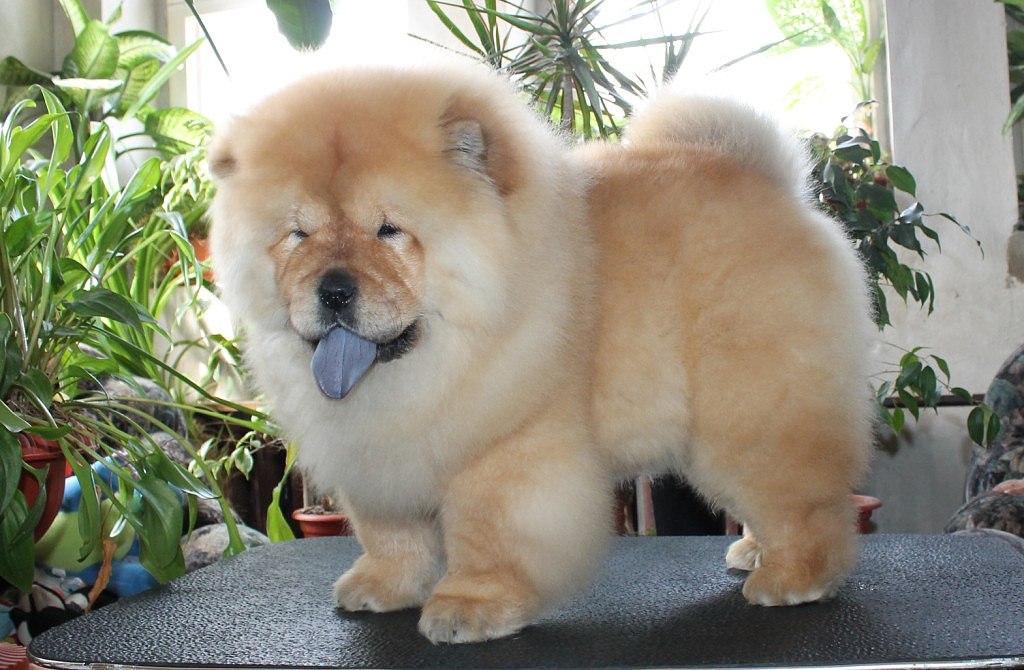 Chow Chow it
