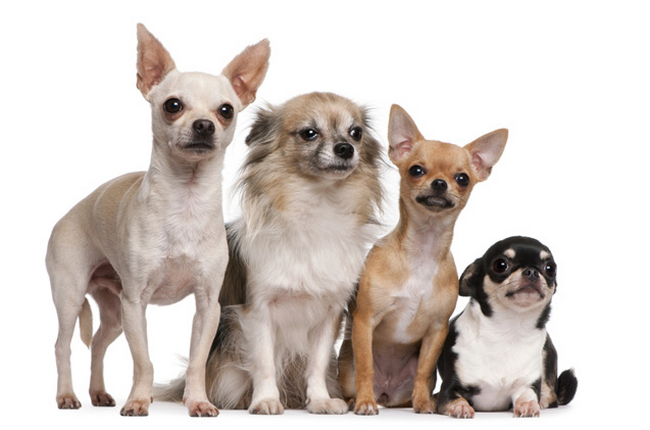 Różne rodzaje psów rasy chihuahua
