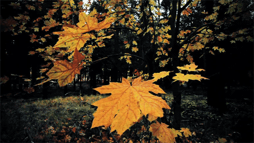 GIF картинка: осінь