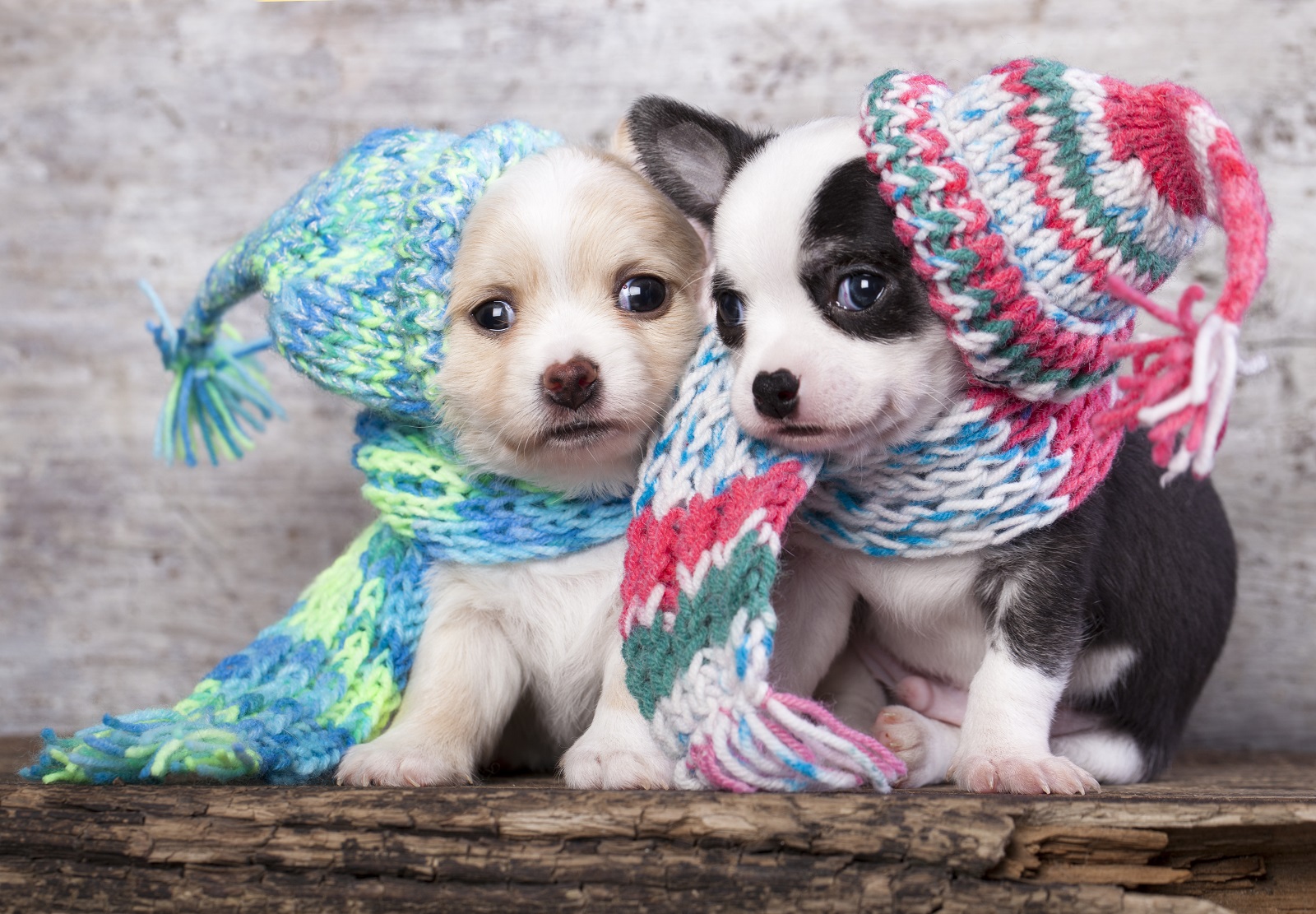 Chihuahua štenci